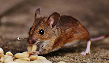 24 Hour & Emergency Exterminators in Dagmar, MT
